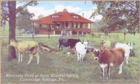 Gray Mineral Springs